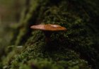 Welcher Pilz ist am besten für weibliche Hormone?