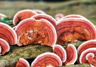 Cosa fa il reishi per il corpo?