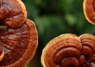 Was ist eine gute Kombination mit Ashwagandha?