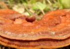 Was ist der beste Pilz für den Hormonhaushalt?