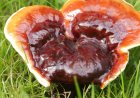 Was ist der Pilz der Unsterblichkeit?