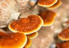 Wann sollten Sie den Reishi nicht einnehmen?