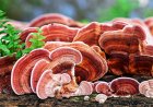 Welcher Pilz hat die besten gesundheitlichen Vorteile?