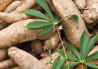 Was ist negativ an Ashwagandha?