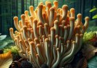 Welche Gesundheitszustände sind für Cordyceps kontraindiziert?