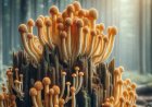 Welche Vorsichtsmaßnahmen sollten Sie bei medizinischem Cordyceps beachten?
