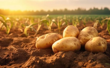 Zijn aardappelen gezond?