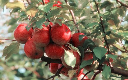 La mela è il frutto più sano?