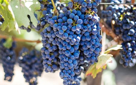 Quali sono gli spuntini migliori per la perdita di grasso della pancia?