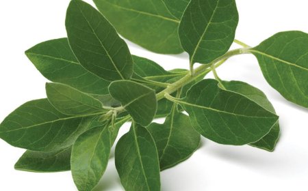 Quali sono i principali benefici dell'ashwagandha?