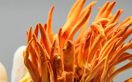 Kann Cordyceps Depressionen lindern?