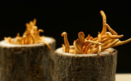 Kann Cordyceps die Gesundheit der Atemwege fördern?