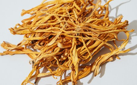 Gibt es Anzeichen für eine Überdosierung von Cordyceps, auf die man achten sollte?