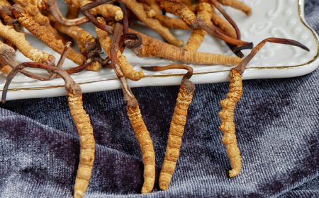 Y a-t-il des inconvénients ou des risques à utiliser le cordyceps à des fins médicinales ?