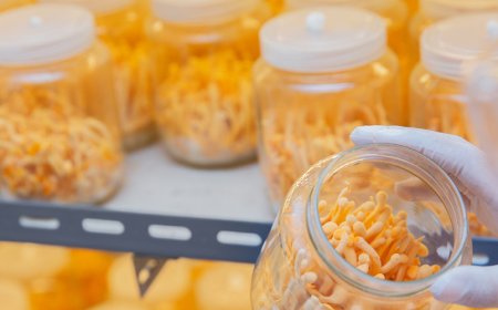 Kann Cordyceps bei der Behandlung von Diabetes helfen?
