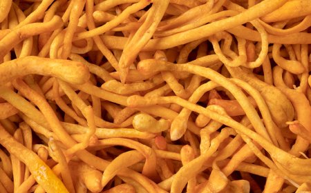 I prodotti medici a base di cordyceps sono regolamentati dalla FDA?