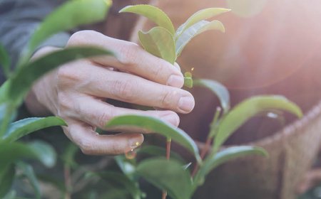 Reduziert Ashwagandha das Überdenken?