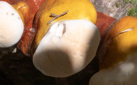 Il reishi influisce sugli ormoni?