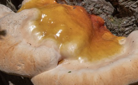 Il reishi influisce sul sonno?