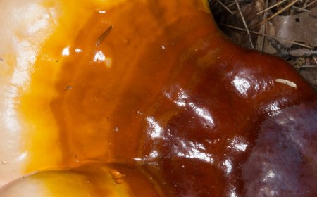 Il reishi influisce sulla pressione sanguigna?
