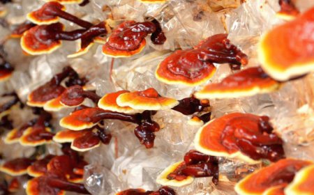 Erhöht Pilz den Blutdruck?