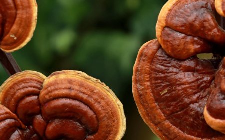 Blockiert Pilz Östrogen?