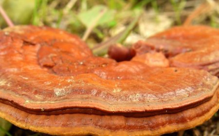 Können Sie Reishi und Truthahnschwanz zusammen einnehmen?