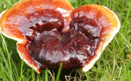 Können Sie Ashwagandha und Reishi zusammen einnehmen?
