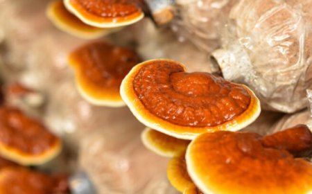 Kann der Reishi nachts eingenommen werden?