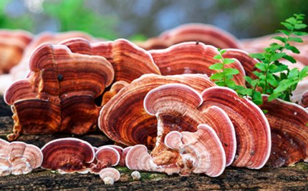 Kann ich Reishi und Löwenmähne zusammen einnehmen?