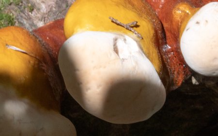 Devo prendere il reishi al mattino o alla sera?