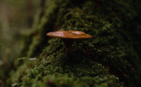 Il reishi deve essere assunto di notte?