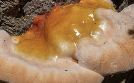 Deve assumere il fungo reishi di notte?