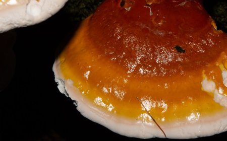 Quali sono le avvertenze del reishi?
