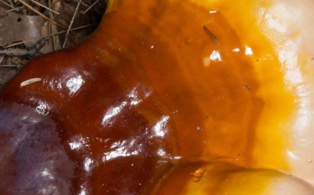 Cosa fa il reishi per gli ormoni?