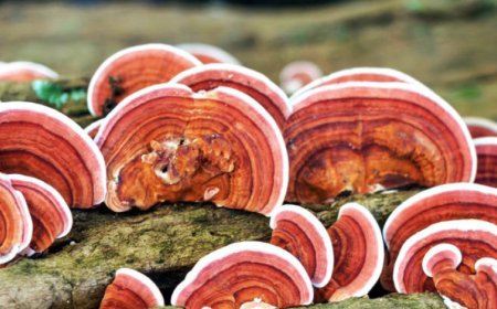 Cosa fa il reishi per il corpo?