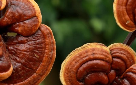 Qual è una buona combinazione con l'ashwagandha?