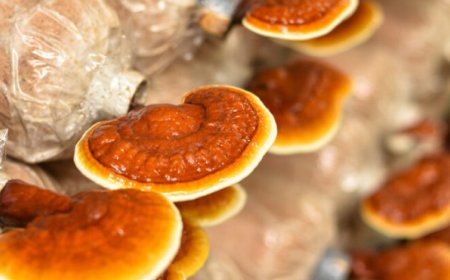 Quando non dovrebbe assumere il reishi?