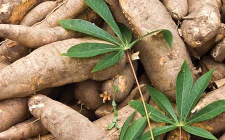 Was ist negativ an Ashwagandha?