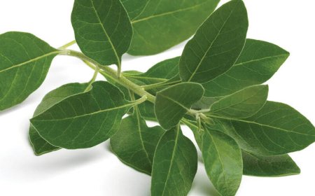 Steigert Ashwagandha die Geilheit?