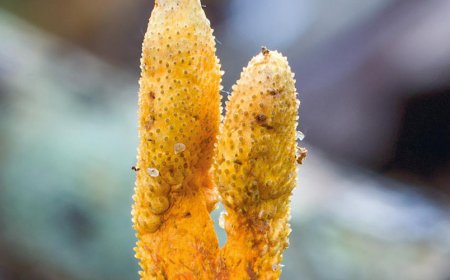 Kann Cordyceps das Hautbild verbessern?