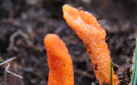 Kann Cordyceps die Herzfunktion verbessern?