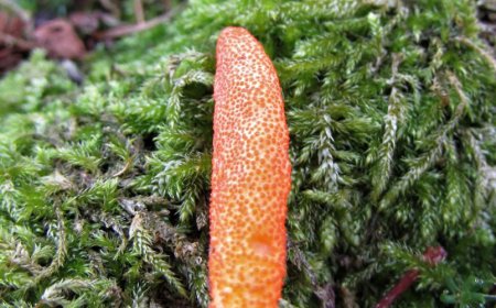 Kann Cordyceps die kognitive Funktion verbessern?