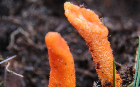 Kann Cordyceps die sportliche Leistung verbessern?