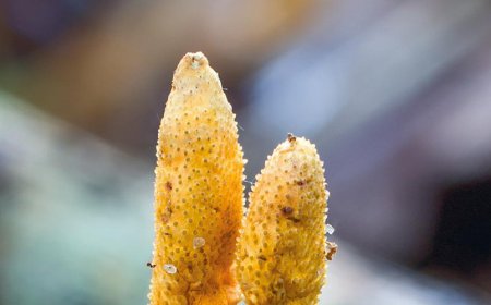 Kann Cordyceps bei der Stressbewältigung helfen?