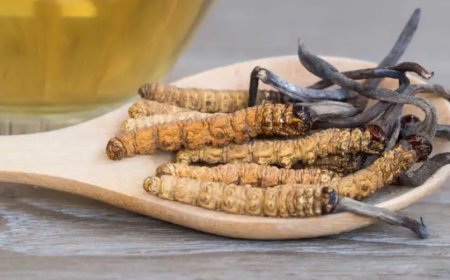 Kann Cordyceps vor Leberschäden schützen?