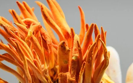 Kann Cordyceps die Nieren schützen?