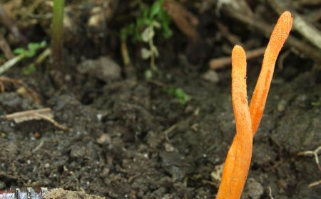 Kann Cordyceps Schmerzen lindern?