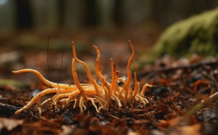 Kann Cordyceps die Knochenbildung anregen?