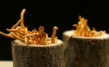 Kann Cordyceps eine gesunde Schwangerschaft unterstützen?